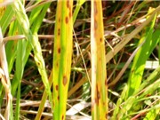 Nghệ An: Phòng trị bệnh khô vằn cho lúa và ngô bằng chế phẩm Val-A 